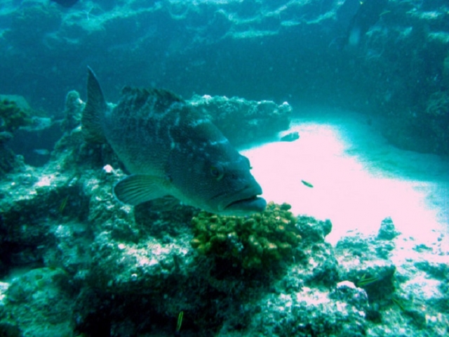 fotografia submarina